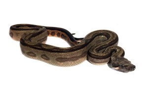 Boa c. imperator, Colombie, motley